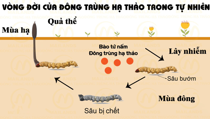 Vì Sao Người Tây Tạng Xem Đông Trùng Là “Báu Vật Núi Tuyết”?