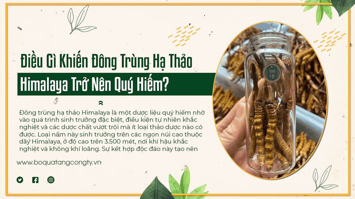 Điều Gì Khiến Đông Trùng Hạ Thảo Himalaya Trở Nên Quý Hiếm?