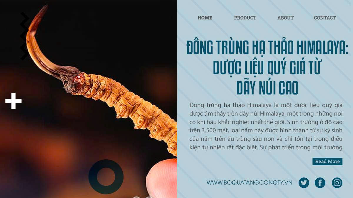 Đông Trùng Hạ Thảo Himalaya: Dược Liệu Quý Giá Từ Dãy Núi Cao