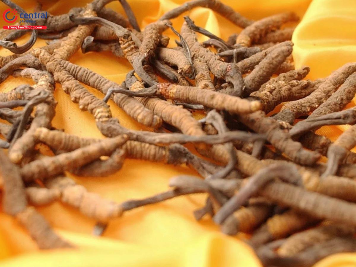 Lịch Sử Hình Thành Đông Trùng Hạ Thảo Ở Các Nước Châu Á