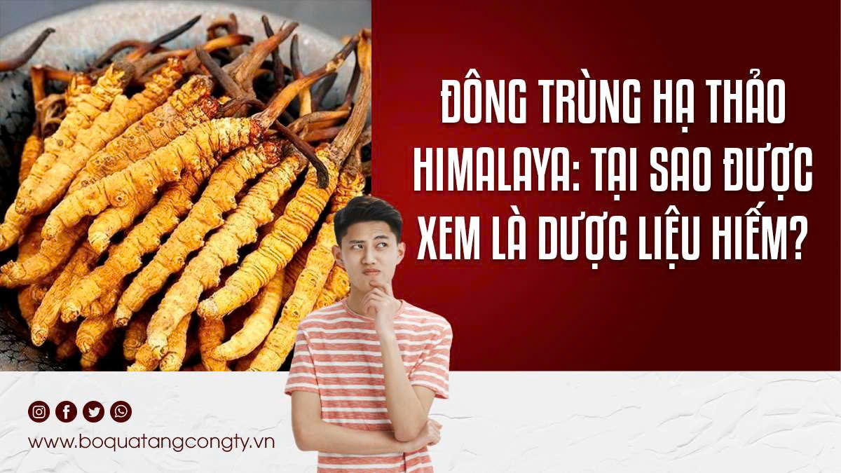 Đông Trùng Hạ Thảo Himalaya: Tại Sao Được Xem Là Dược Liệu Hiếm?