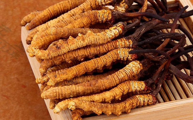 Đông Trùng Hạ Thảo – Món Quà Sức Khỏe Phù Hợp Cho Người Trung Niên