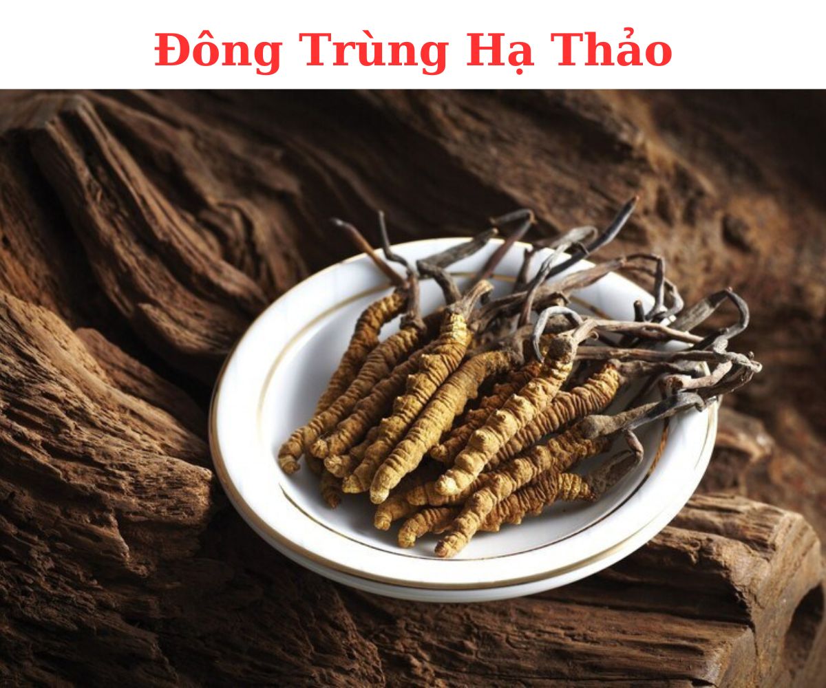Sâu Ký Sinh Đông Trùng Hạ Thảo Himalaya Có Nhân Tạo Được Không?