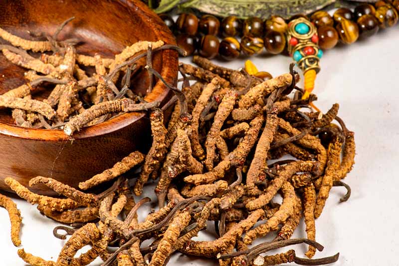 Lý Do Thị Trường Không Còn Xem Đông Trùng Hạ Thảo Himalaya Là Hiếm?