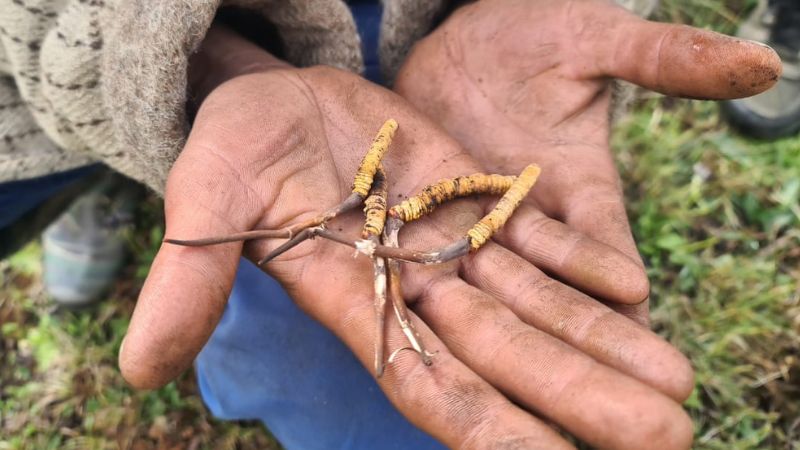 Sâu Ký Chủ Của Đông Trùng Hạ Thảo Himalaya: Có Nuôi Được Tại Việt Nam?