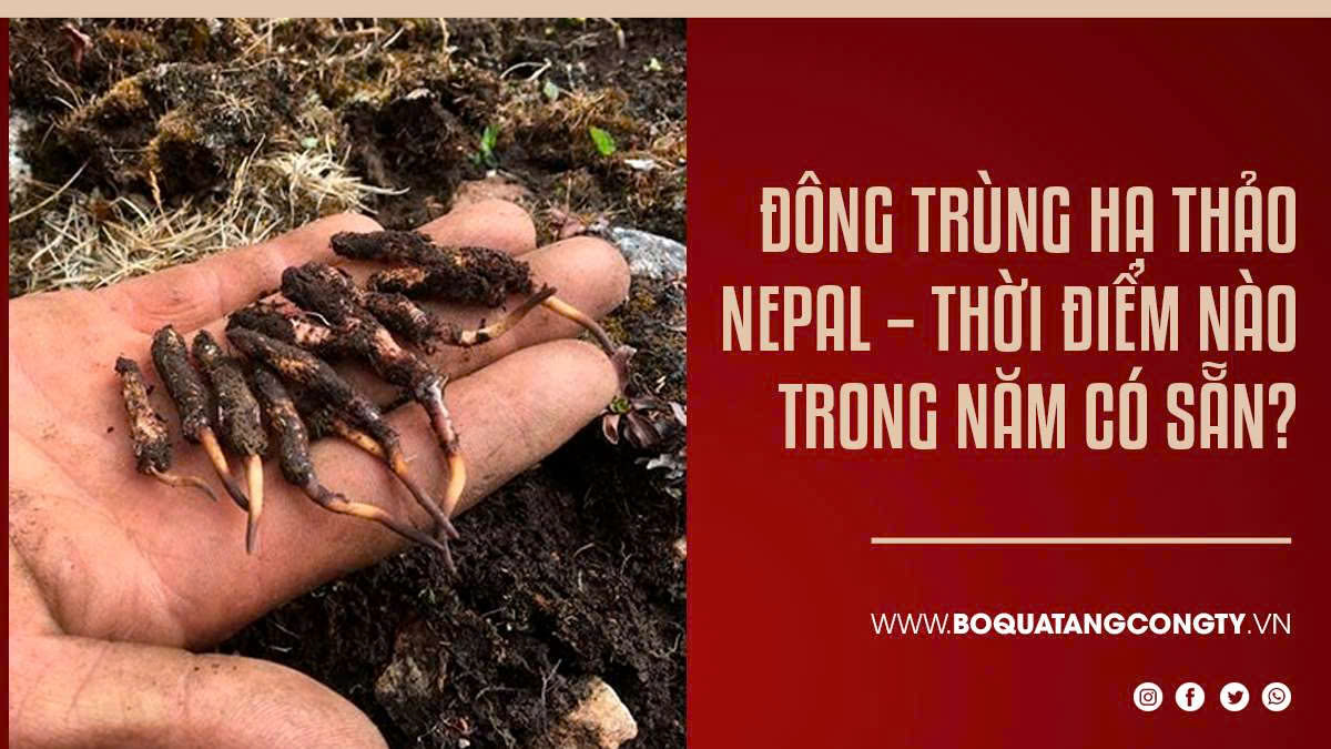 Đông trùng hạ thảo Nepal – thời điểm nào trong năm có sẵn?