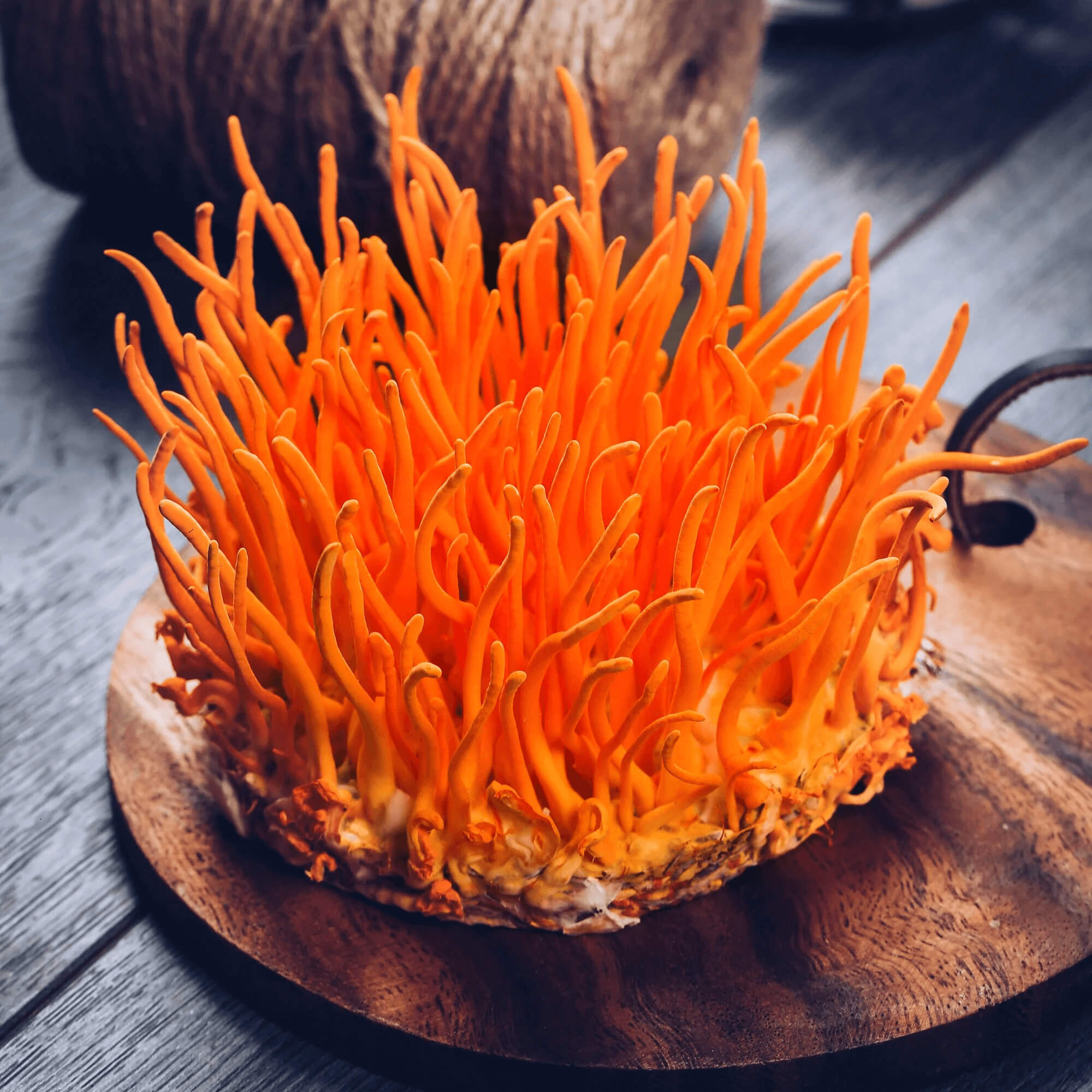 Phân biệt đông trùng hạ thảo tự nhiên và đông trùng hạ thảo nuôi trồng