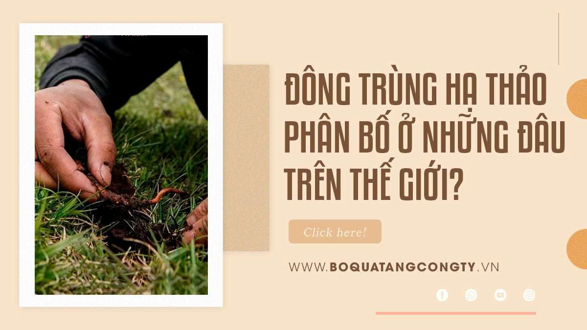 Đông Trùng Hạ Thảo Phân Bố Ở Những Đâu Trên Thế Giới?