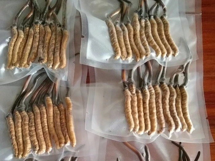 Sâu Đông Trùng Hạ Thảo Hiện Nay Có Còn Hiếm Như Xưa?