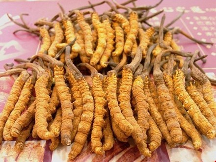 Đông Trùng Hạ Thảo – Vị Thuốc Quý Trong Y Học Hoàng Cung