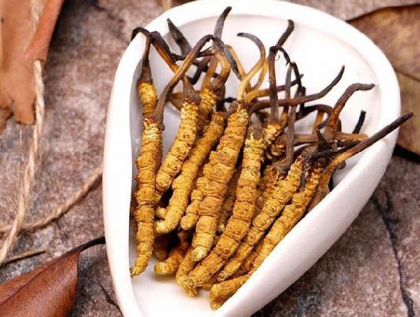 Sự kết hợp độc đáo giữa nấm Cordyceps và sâu bướm tạo nên đông trùng hạ thảo