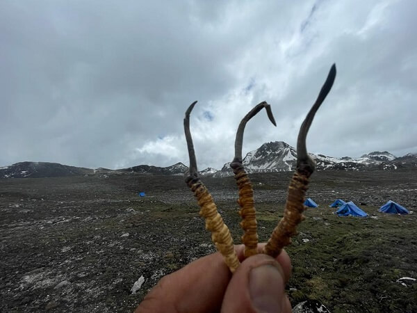 Đông Trùng Hạ Thảo Tây Tạng – Huyền Thoại Từ Dãy Himalaya