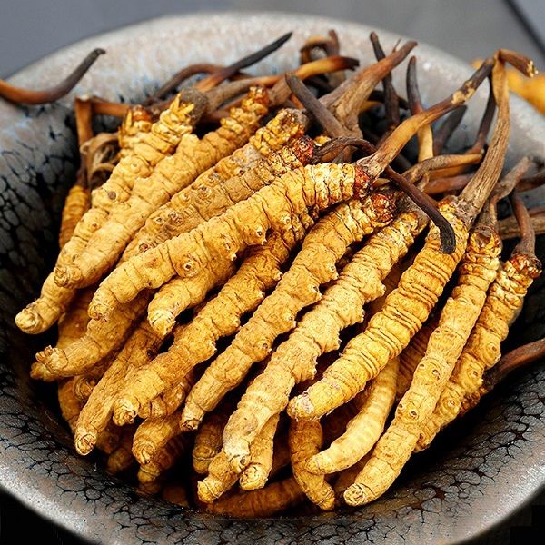 Đông Trùng Hạ Thảo Himalaya Ngày Nay: Nguồn Cung Dồi Dào Hơn Nhờ Đâu?