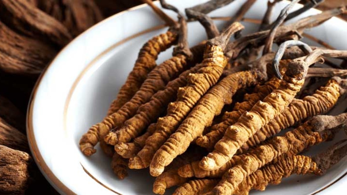 Sâu Ký Chủ Của Đông Trùng Hạ Thảo Himalaya: Có Nuôi Được Tại Việt Nam?