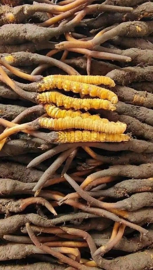 Top 5 Món Quà Bồi Bổ Sức Khỏe Cho Người Già