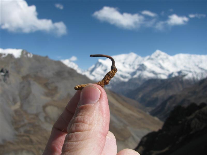 Đông Trùng Hạ Thảo Tây Tạng – Huyền Thoại Từ Dãy Himalaya