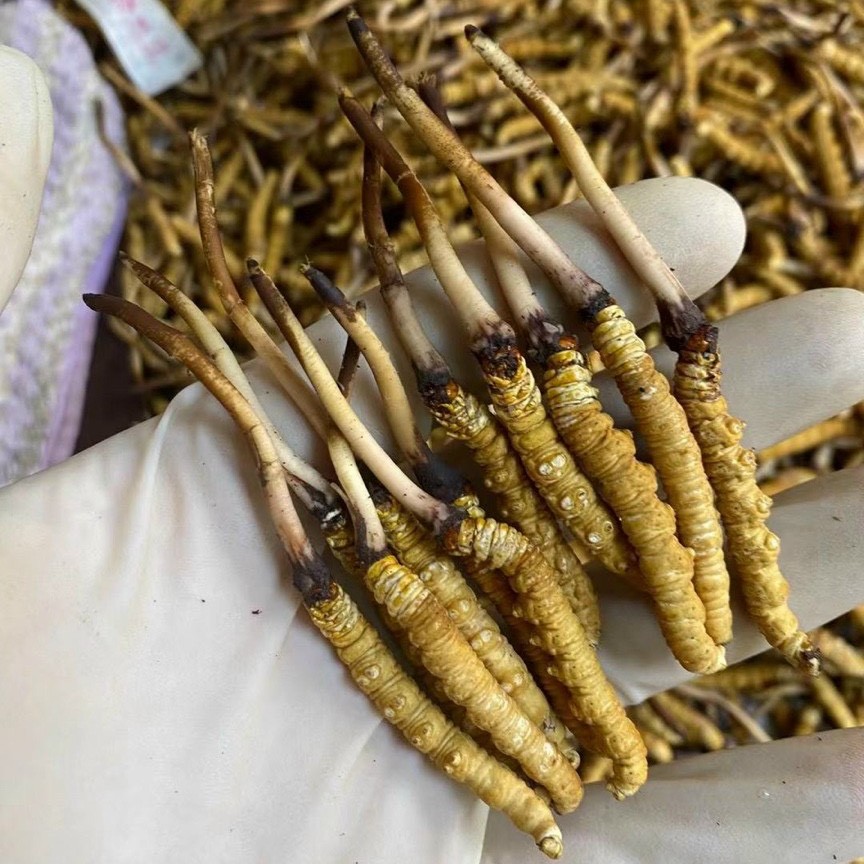 Đông Trùng Hạ Thảo Trong Y Thuật Cung Đình Thời Nhà Thanh