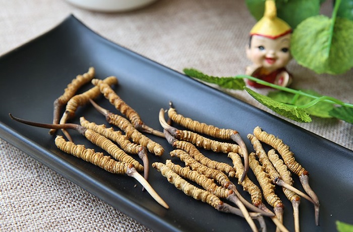 Đông Trùng Hạ Thảo – Vị Thuốc Quý Trong Y Học Hoàng Cung