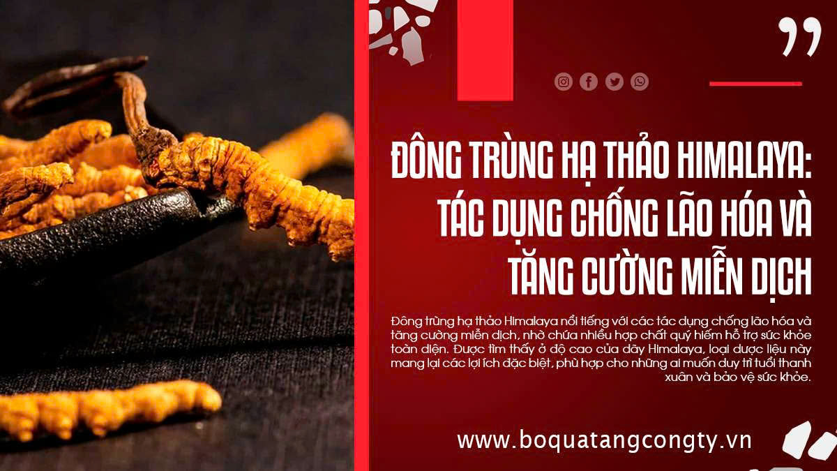 Đông Trùng Hạ Thảo Himalaya: Tác Dụng Chống Lão Hóa Và Tăng Cường Miễn Dịch