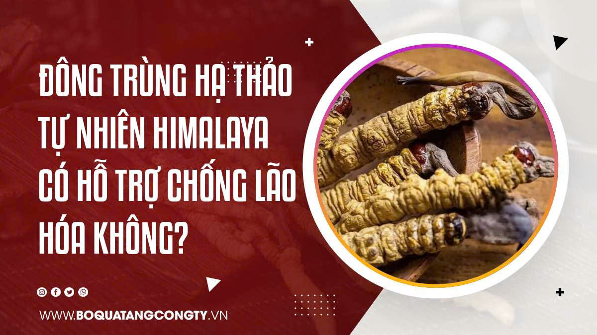 Đông Trùng Hạ Thảo Tự Nhiên Himalaya Có Hỗ Trợ Chống Lão Hóa Không?