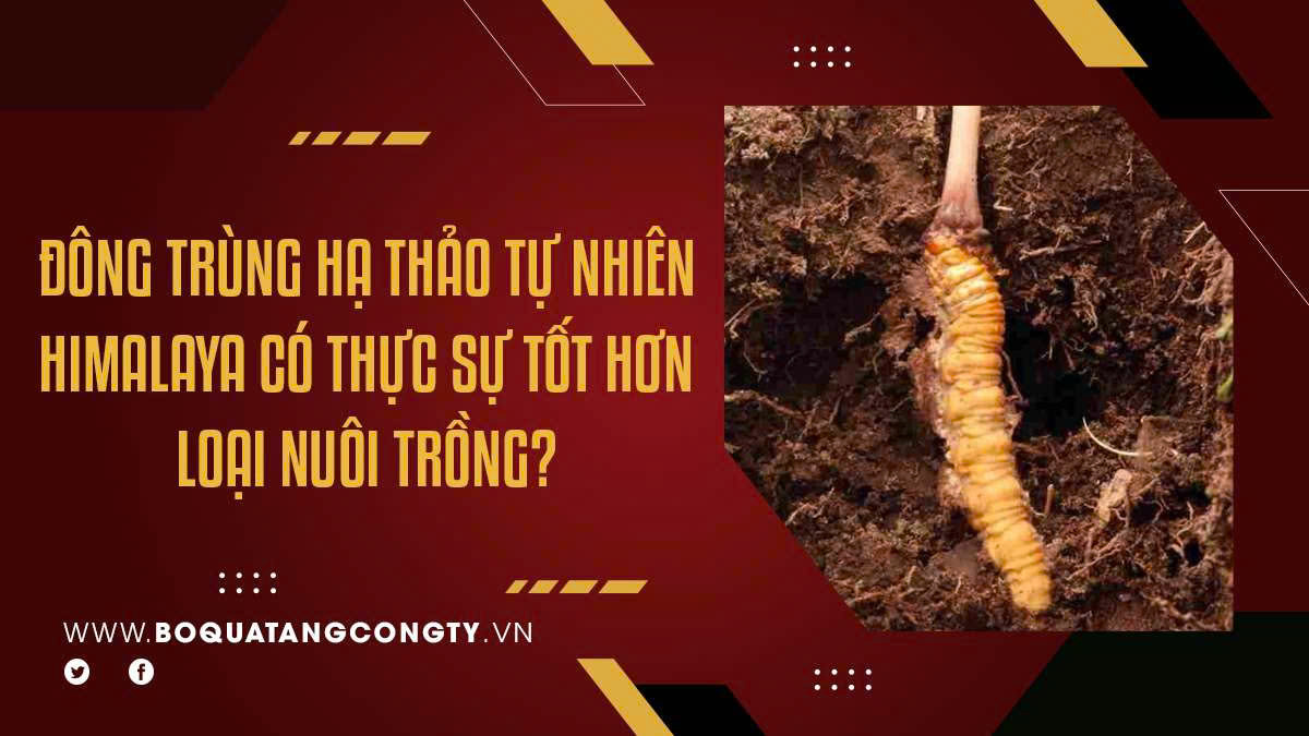 Đông Trùng Hạ Thảo Tự Nhiên Himalaya Có Thực Sự Tốt Hơn Loại Nuôi Trồng?