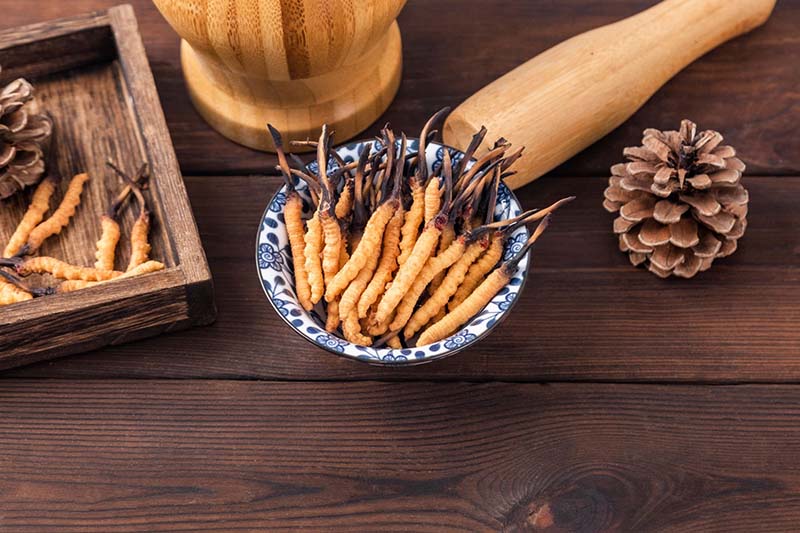 Lý giải nguyên do người dùng coi trọng đông trùng hạ thảo Himalaya