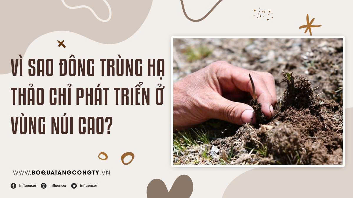 Vì Sao Đông Trùng Hạ Thảo Chỉ Phát Triển Ở Vùng Núi Cao?