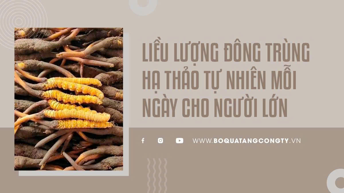 Liều lượng đông trùng hạ thảo tự nhiên mỗi ngày cho người lớn