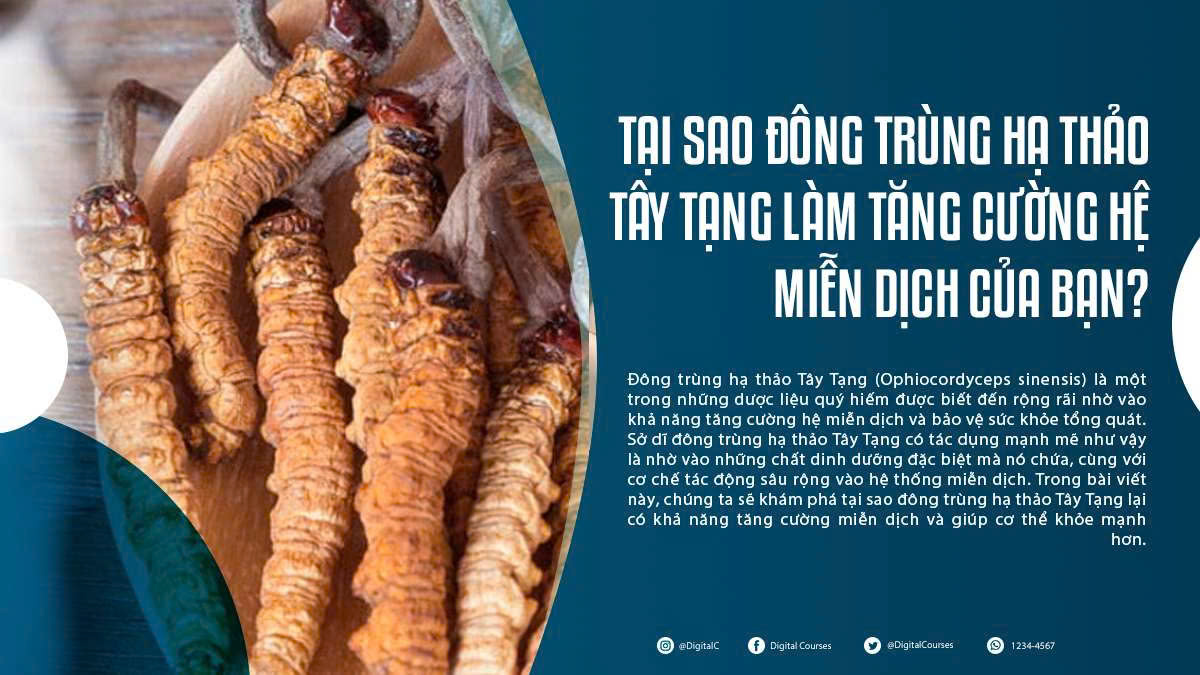 Tại Sao Đông Trùng Hạ Thảo Tây Tạng Làm Tăng Cường Hệ Miễn Dịch Của Bạn?