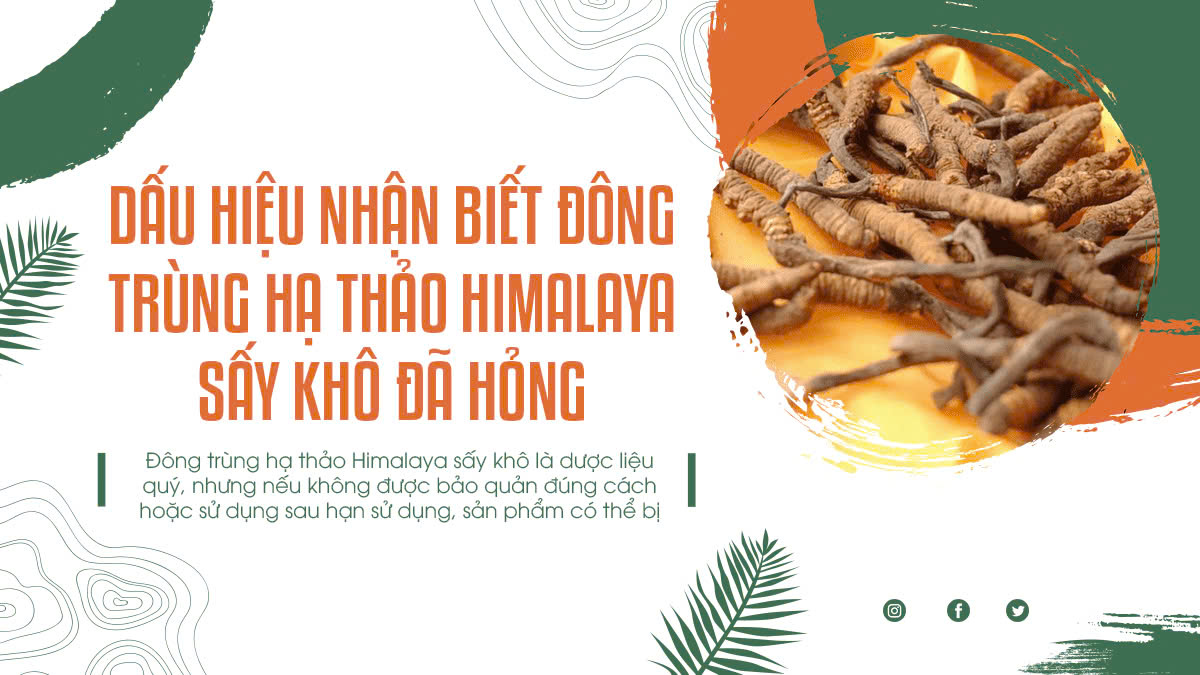 Dấu hiệu nhận biết Đông trùng hạ thảo Himalaya sấy khô đã hỏng