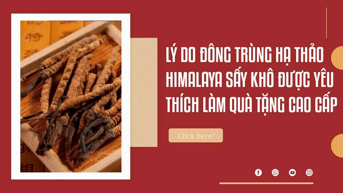 Lý do Đông trùng hạ thảo Himalaya sấy khô được yêu thích làm quà tặng cao cấp