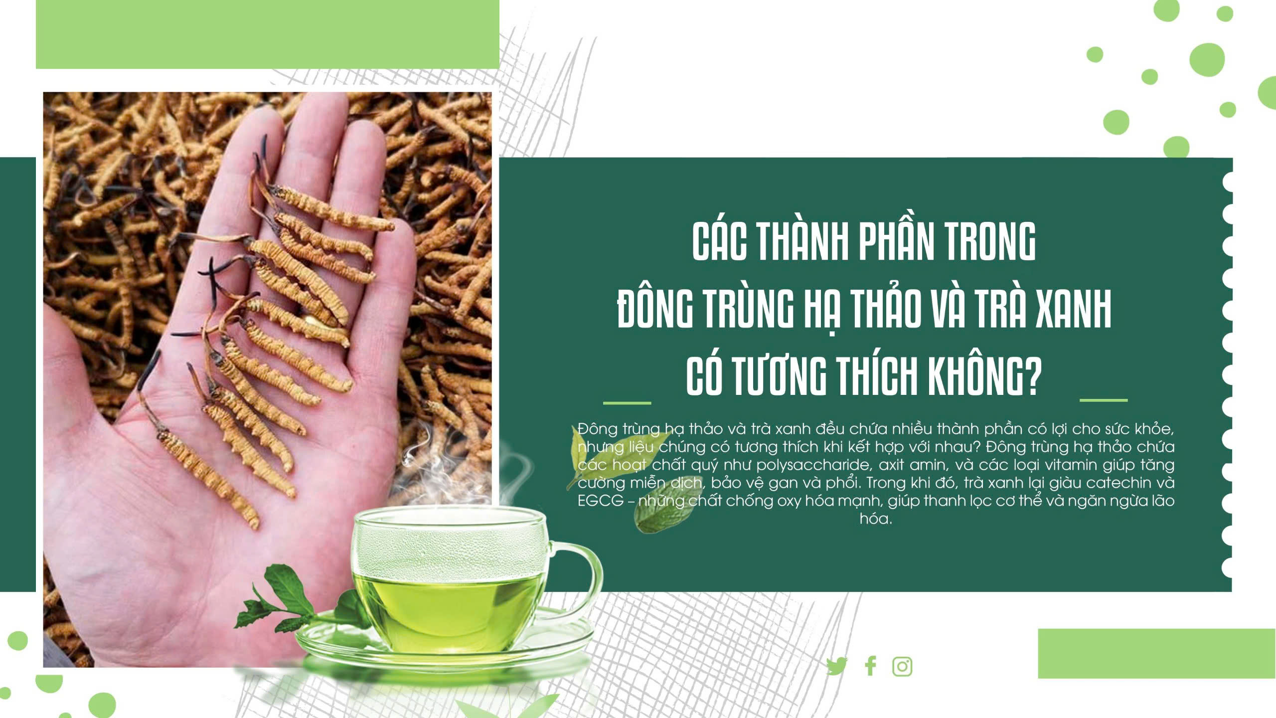 Các thành phần trong đông trùng hạ thảo và trà xanh có tương thích không?