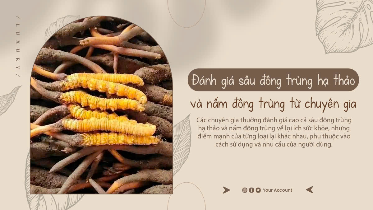 Đánh giá sâu đông trùng hạ thảo và nấm đông trùng từ chuyên gia