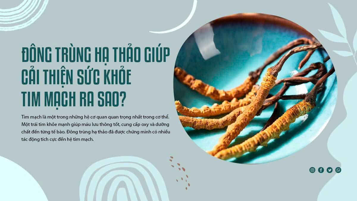 Đông Trùng Hạ Thảo Giúp Cải Thiện Sức Khỏe Tim Mạch Ra Sao?