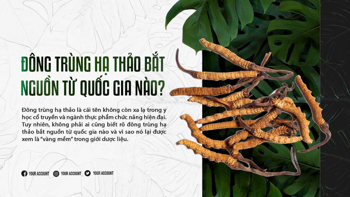 Đông Trùng Hạ Thảo Bắt Nguồn Từ Quốc Gia Nào?