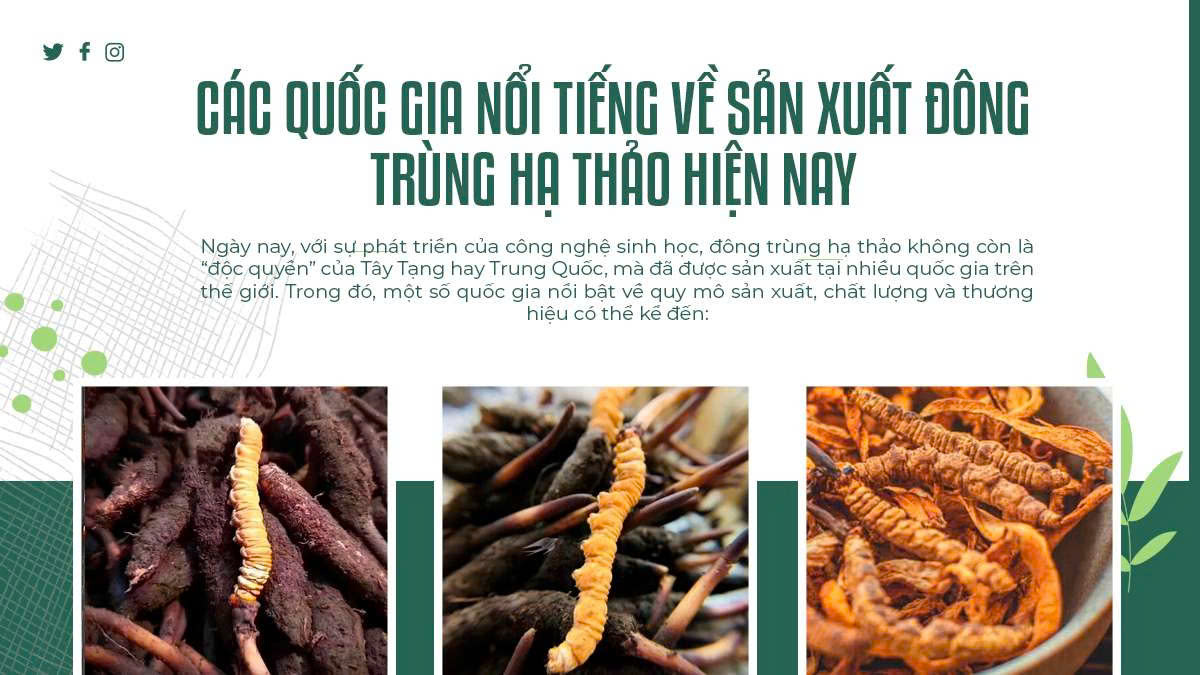 Các Quốc Gia Nổi Tiếng Về Sản Xuất Đông Trùng Hạ Thảo Hiện Nay