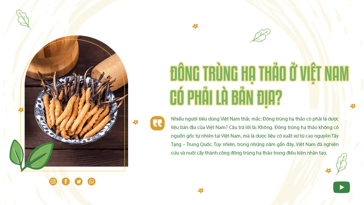 Đông Trùng Hạ Thảo Ở Việt Nam Có Phải Là Bản Địa?