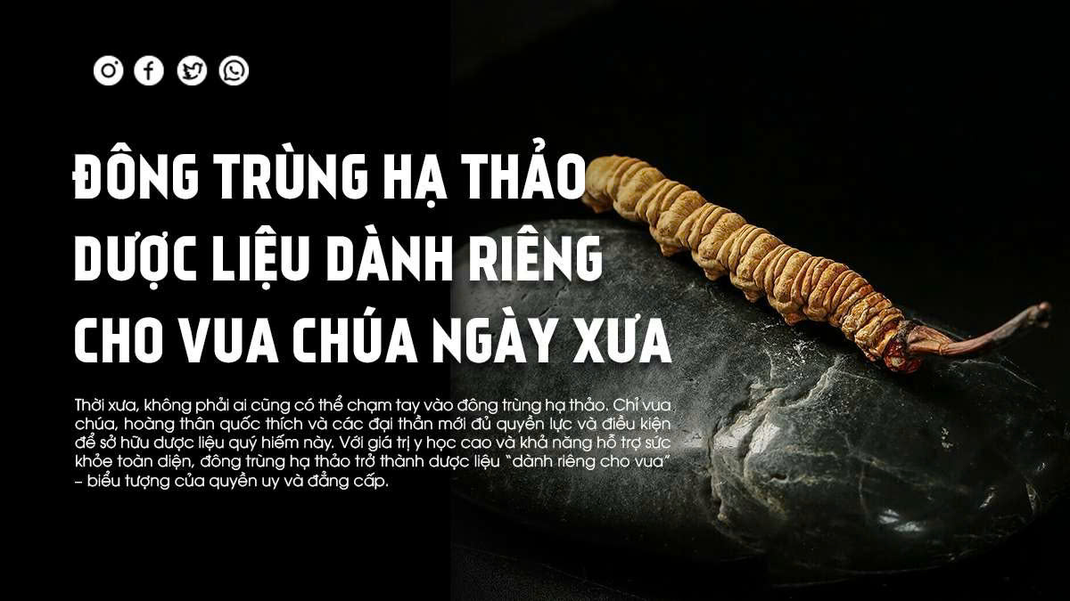 Đông Trùng Hạ Thảo – Dược Liệu Dành Riêng Cho Vua Chúa Ngày Xưa