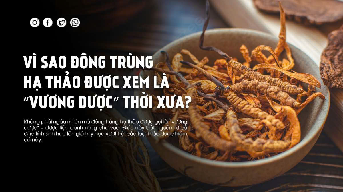 Vì Sao Đông Trùng Hạ Thảo Được Xem Là “Vương Dược” Thời Xưa?