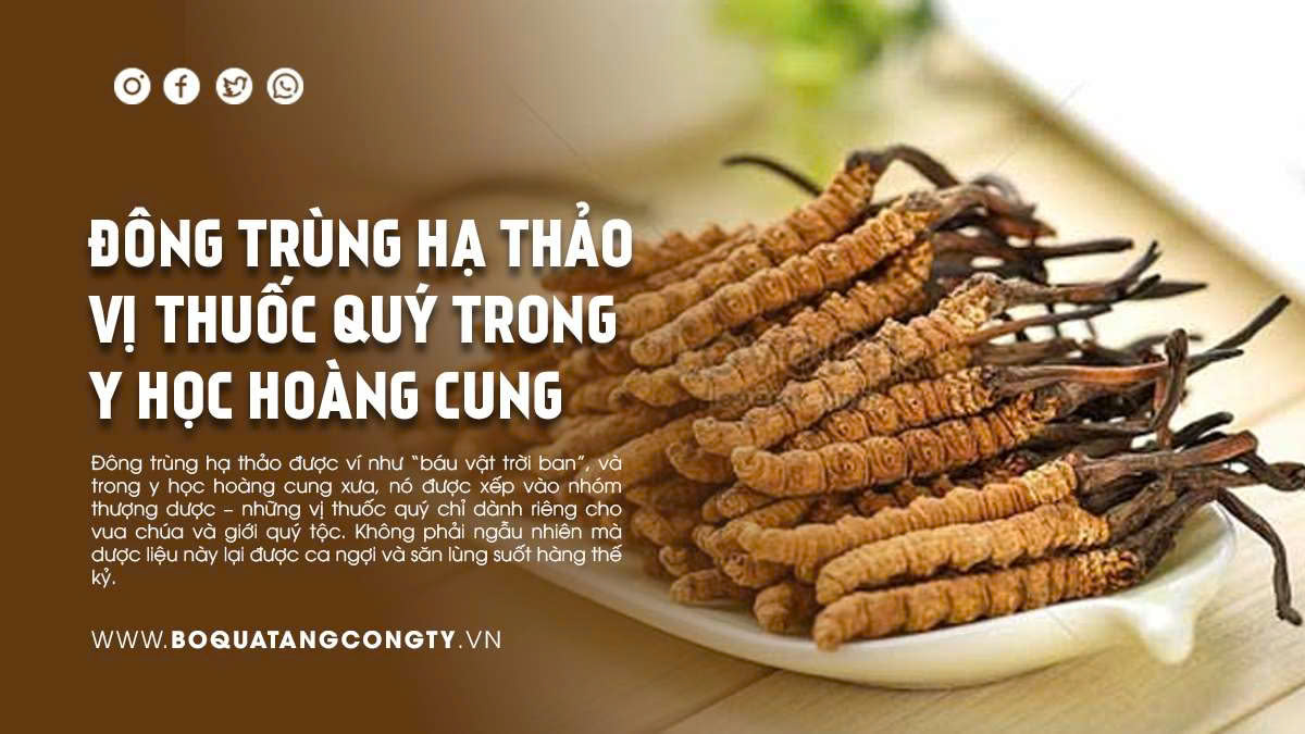 Đông Trùng Hạ Thảo – Vị Thuốc Quý Trong Y Học Hoàng Cung