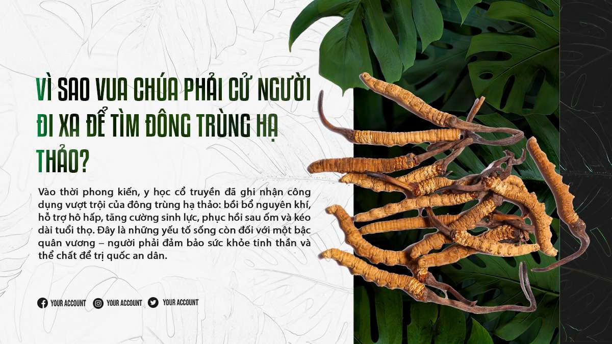 Vì Sao Vua Chúa Phải Cử Người Đi Xa Để Tìm Đông Trùng Hạ Thảo?