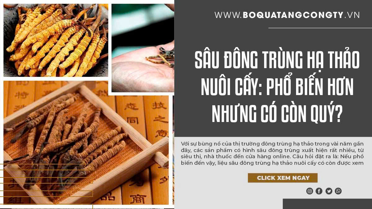 Sâu Đông Trùng Hạ Thảo Nuôi Cấy: Phổ Biến Hơn Nhưng Có Còn Quý?