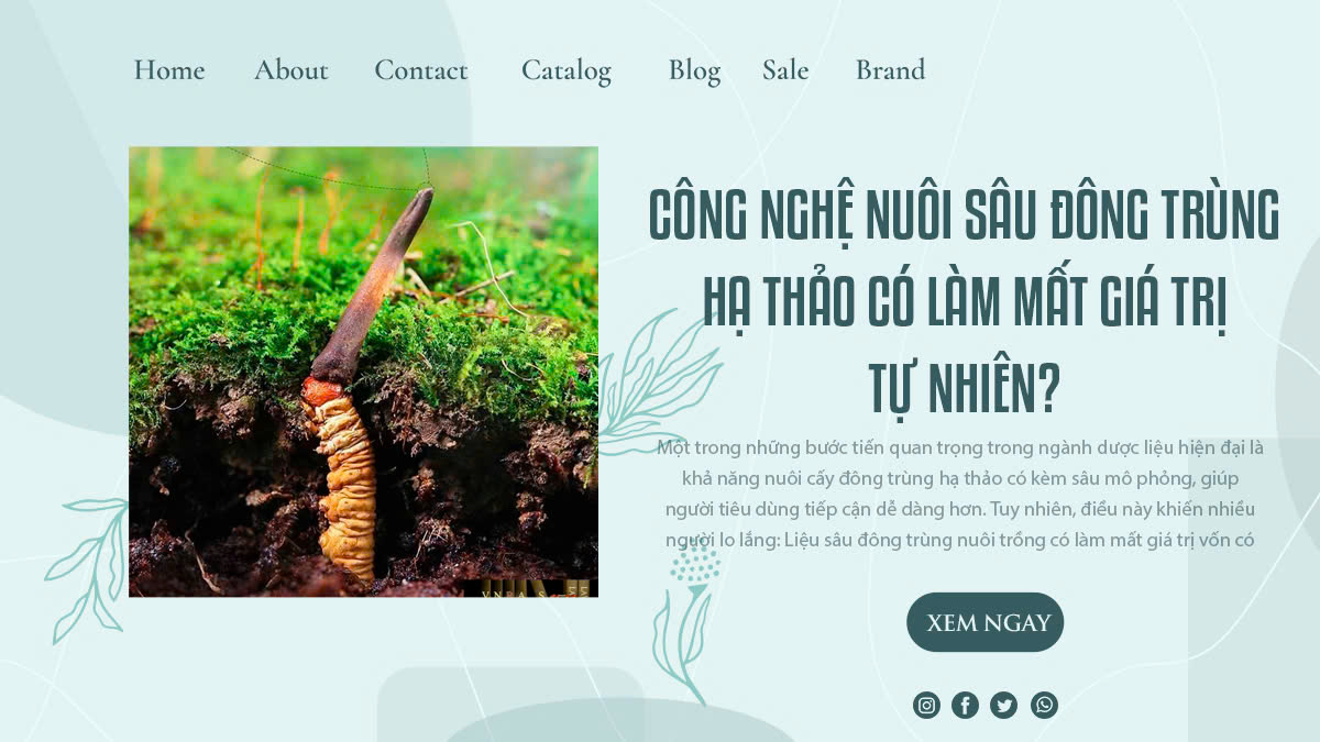Công Nghệ Nuôi Sâu Đông Trùng Hạ Thảo Có Làm Mất Giá Trị Tự Nhiên?