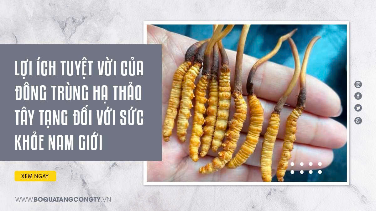 Lợi Ích Tuyệt Vời Của Đông Trùng Hạ Thảo Tây Tạng Đối Với Sức Khỏe Nam Giới