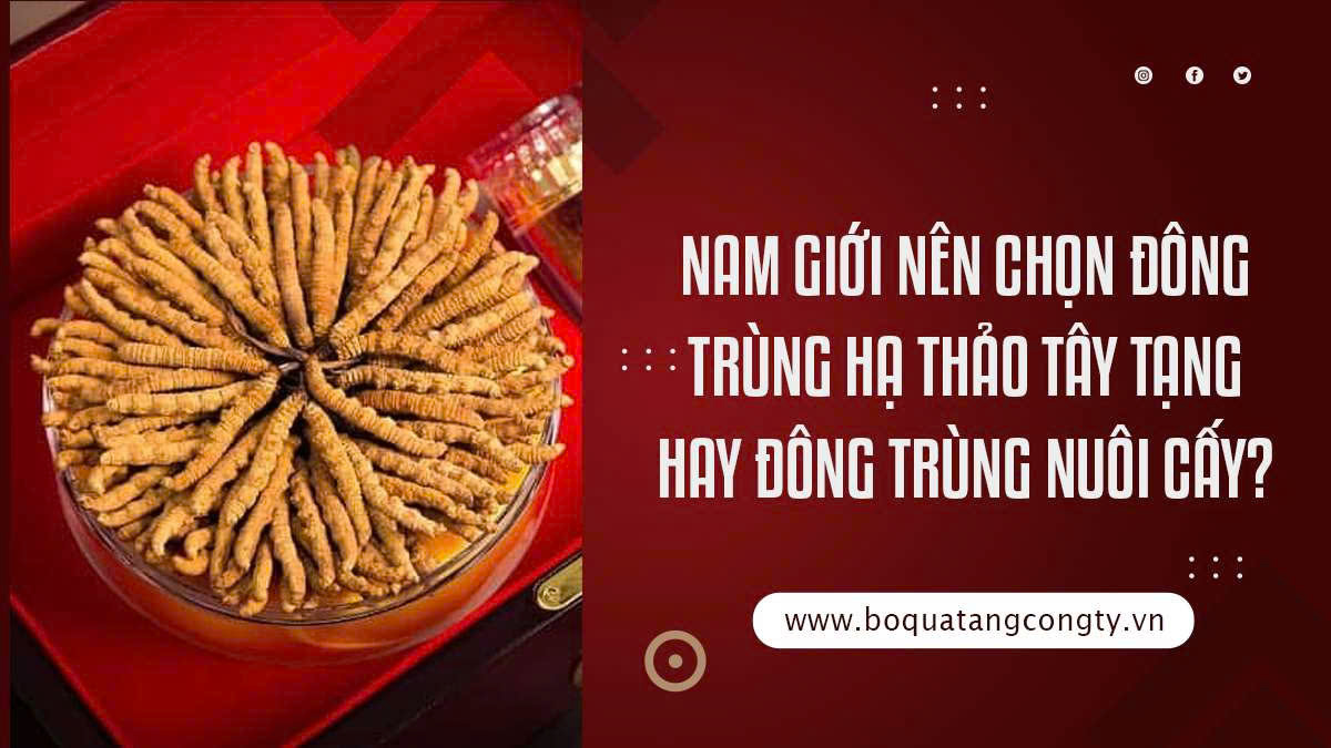 Nam Giới Nên Chọn Đông Trùng Hạ Thảo Tây Tạng Hay Đông Trùng Nuôi Cấy?