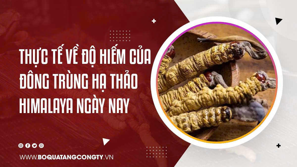 Thực Tế Về Độ Hiếm Của Đông Trùng Hạ Thảo Himalaya Ngày Nay