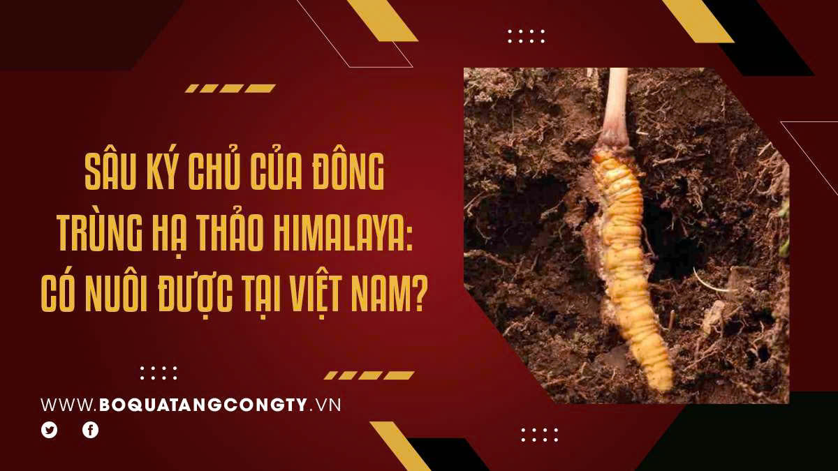 Sâu Ký Chủ Của Đông Trùng Hạ Thảo Himalaya: Có Nuôi Được Tại Việt Nam?