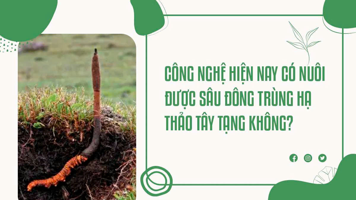 Công Nghệ Hiện Nay Có Nuôi Được Sâu Đông Trùng Hạ Thảo Tây Tạng Không?