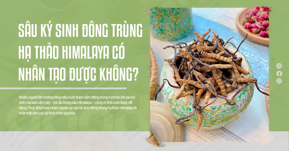 Sâu Ký Sinh Đông Trùng Hạ Thảo Himalaya Có Nhân Tạo Được Không?