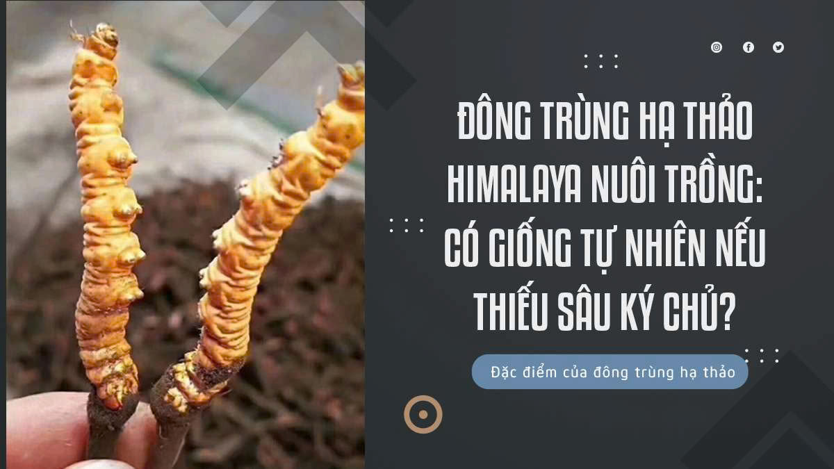 Đông Trùng Hạ Thảo Himalaya Nuôi Trồng: Có Giống Tự Nhiên Nếu Thiếu Sâu Ký Chủ?